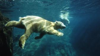 San diego bears zoo underwater polar view wallpaper