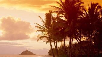Sunset nature hawaii palm trees wallpaper
