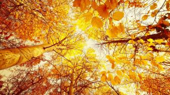 Trees leaves sunlight wallpaper