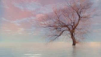 Water nature trees skyscapes wallpaper