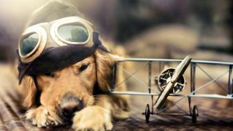 Aircraft animals dogs carriers airplane prop engine wallpaper
