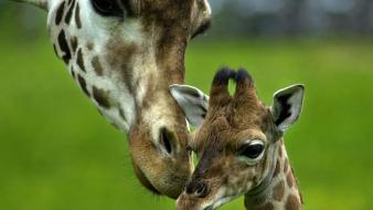 Animals mother giraffes baby wallpaper