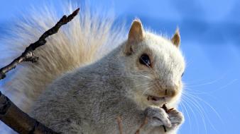 Animals squirrels eating blue skies wallpaper