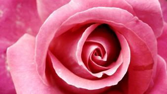 Close-up flowers roses pink rose wallpaper