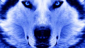 Close-up winter animals artwork faces wolves wallpaper