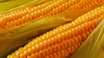 Corn wallpaper