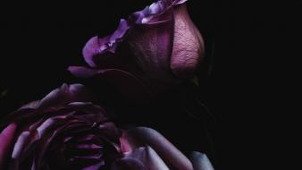 Dark flowers roses wallpaper