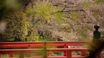 Japan nature trees blossoms wallpaper