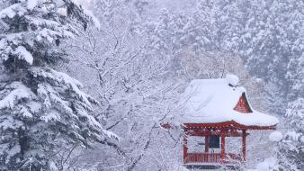 Japan winter forest wallpaper