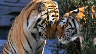Love animals tigers wallpaper