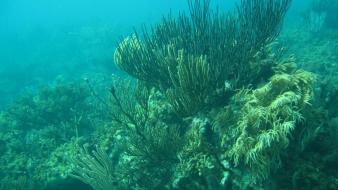 Nature underwater coral reef seascape sea wallpaper