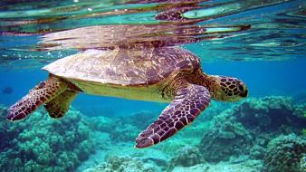Turtles reptiles underwater sea wallpaper