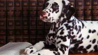 Animals dogs books dalmatians wallpaper