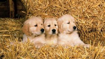 Animals dogs hay wallpaper