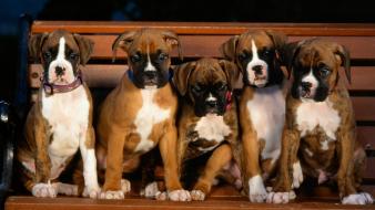 Animals dogs puppies boxer dog wallpaper