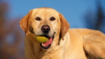 Animals dogs tennis balls labrador retriever wallpaper
