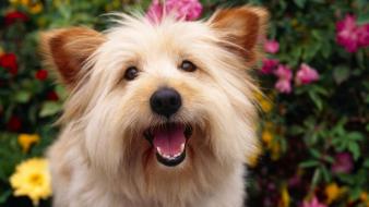 Animals dogs terrier wallpaper