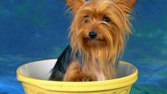 Animals dogs yorkshire terrier wallpaper