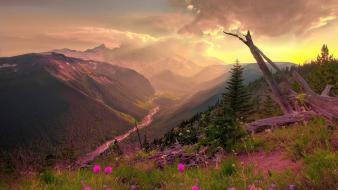 Clouds nature sun trees flowers pink wildflowers wallpaper