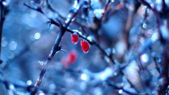 Frozen Fruits In Winter wallpaper