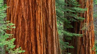 Giant Sequoia Trees wallpaper