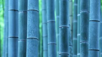 Landscapes nature bamboo wallpaper