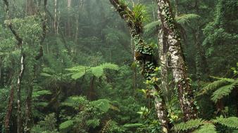 Montane Rainforest