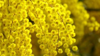 Nature acacia shrubs yellow flowers wallpaper