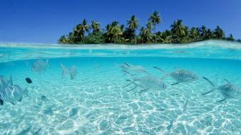 Ocean fish maldives islands palm trees seascapes split-view wallpaper