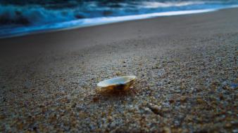 Shell On The Sand wallpaper