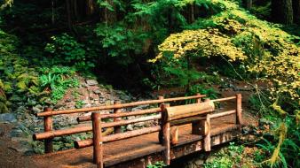 Sol Duc Falls Trail wallpaper