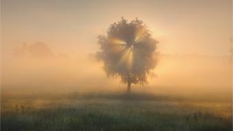 Sun grass landscapes light mist wallpaper