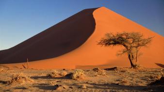 Acacia namibia sand dunes africa namib desert wallpaper