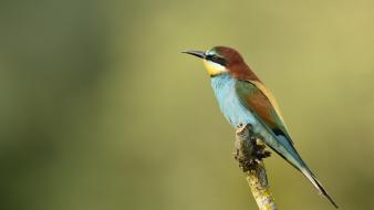 Animals bee eaters birds