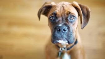 Animals dogs boxer wallpaper