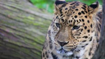 Animals feline leopards wild faces whiskers wallpaper