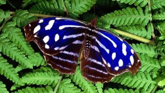 Animals insects butterflies wallpaper