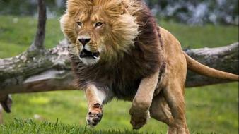Animals running lions wallpaper