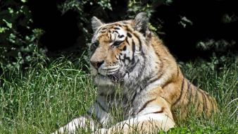 Animals tigers grass wallpaper