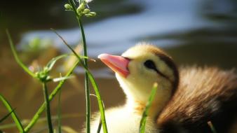 Birds ducks plants baby wallpaper