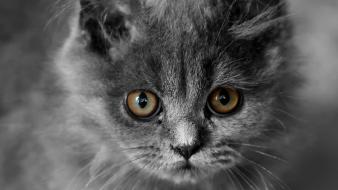 Cats animals kittens selective coloring wallpaper