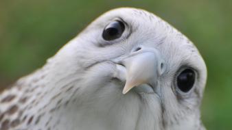 Close-up animals falcon bird birds wallpaper