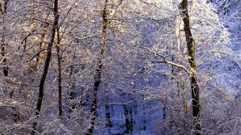 Light nature winter forest falls tennessee trail morning wallpaper