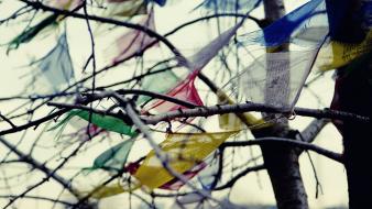 Multicolor depth of field branches cloths windy