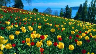 Nature flowers tulips meadows