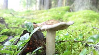 Nature forest deviantart mushrooms finland macro fungus wallpaper