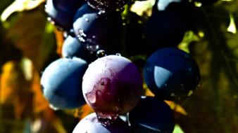 Nature fruits leaves wet grapes wallpaper