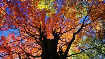 Nature trees autumn (season) red west virginia