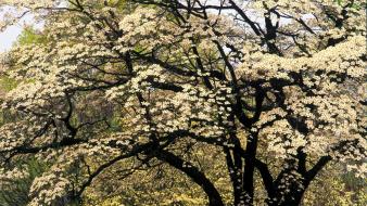Nature trees spring (season) dogwood wallpaper