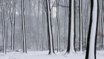 Nature winter snow forest the netherlands gelderland covered wallpaper